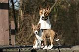 BASENJI 145